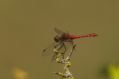 David Plant Photography - Wildlife Photography - Ruddy darter - O
